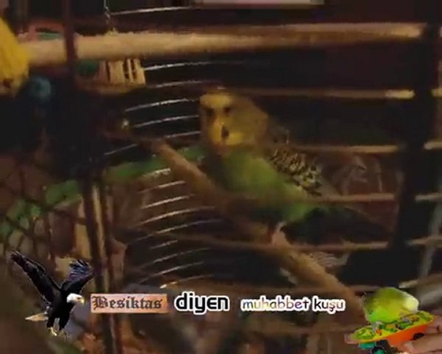 BEŞİKTAŞ DİYEN MUHABBET KUŞU