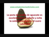 Solo  Plantas Medicinales [guacate]