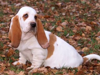 Photos de Fais pas ci-Fais pas ça