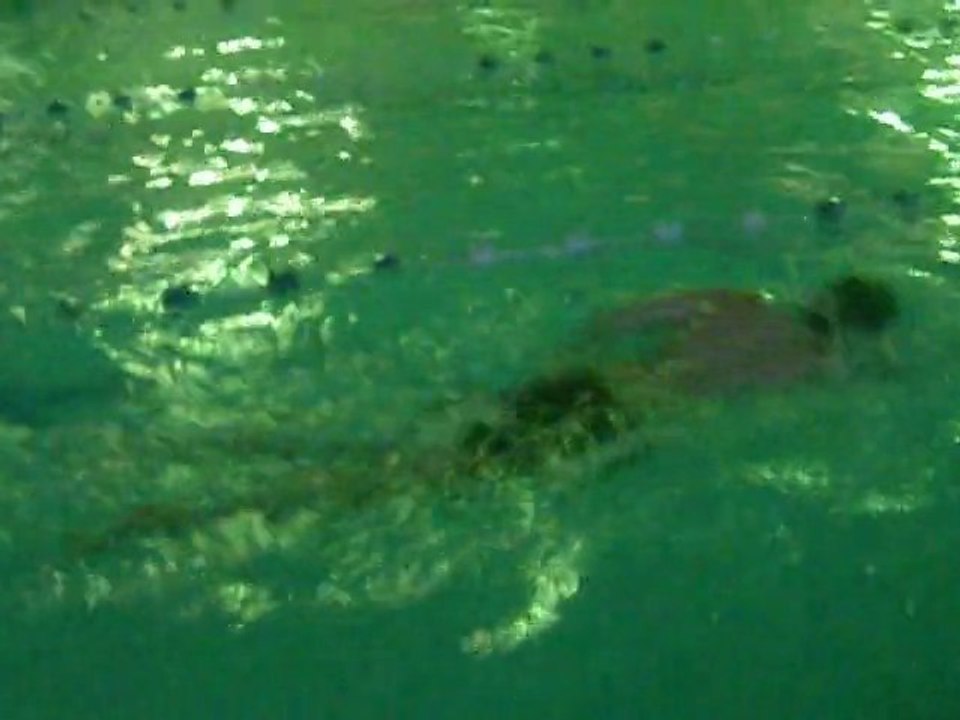 Swimming Front Crawl