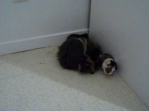 première sortie des bébés de lola