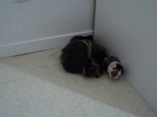 première sortie des bébés de lola