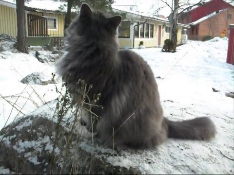 Film på Revis 23 Januar år 2011. Med musik.