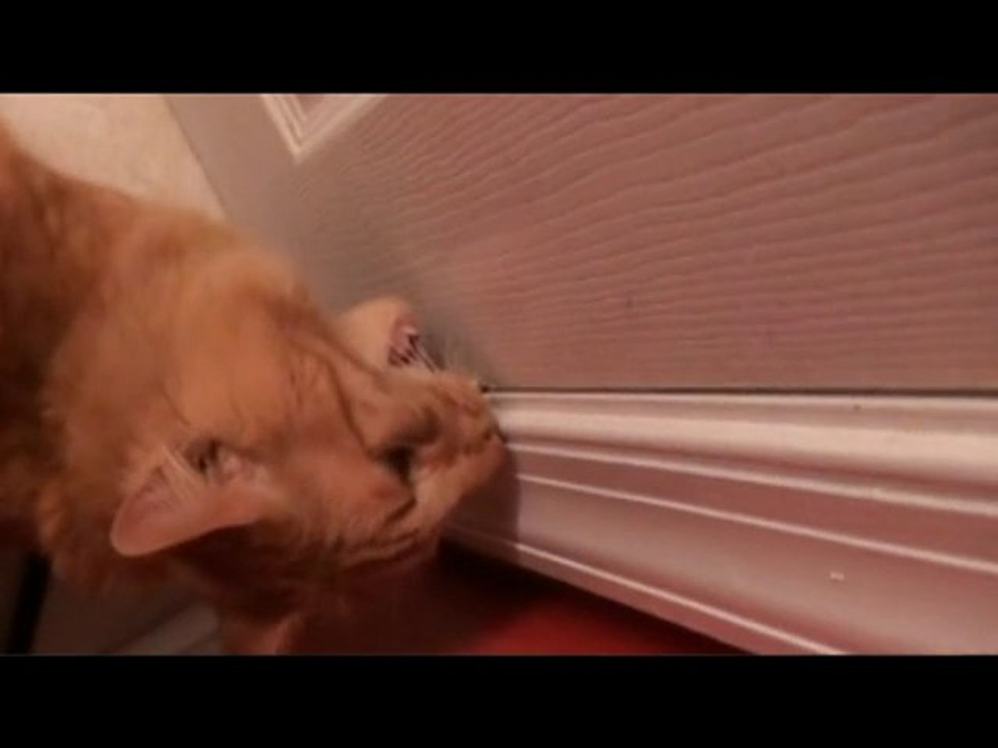 Bathroom Pets