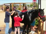 Horse Camp at Marley Farms - Learn to Ride