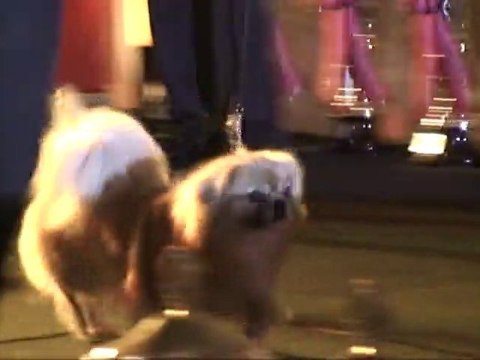 Eukanuba Swiss Top Dog Final 2010 - Tibetan Spaniel qualifié