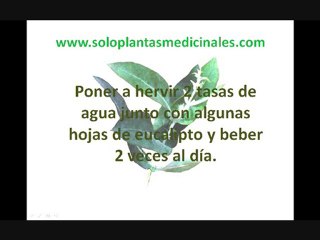Plantas Medicinales [Eucalipto]