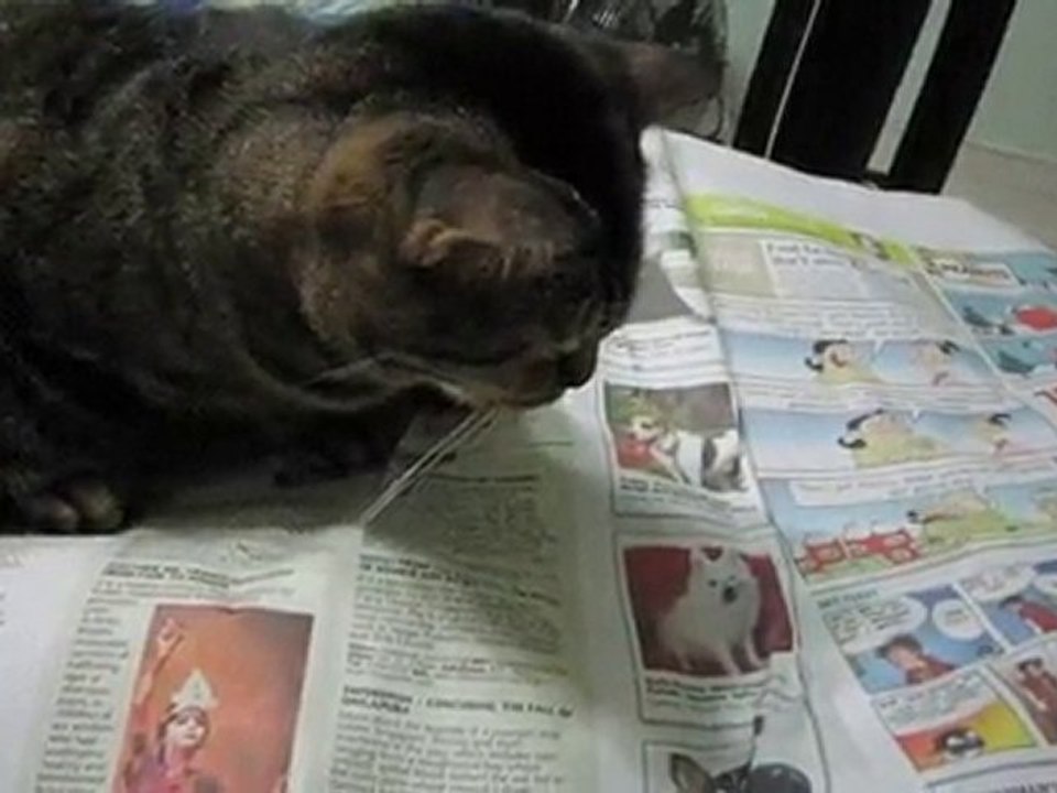 Janet the cat is annoying