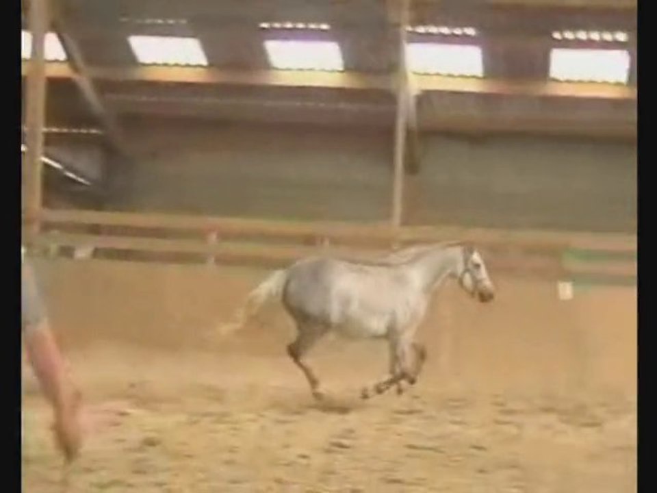 jument a vendre cso airborne montecillo