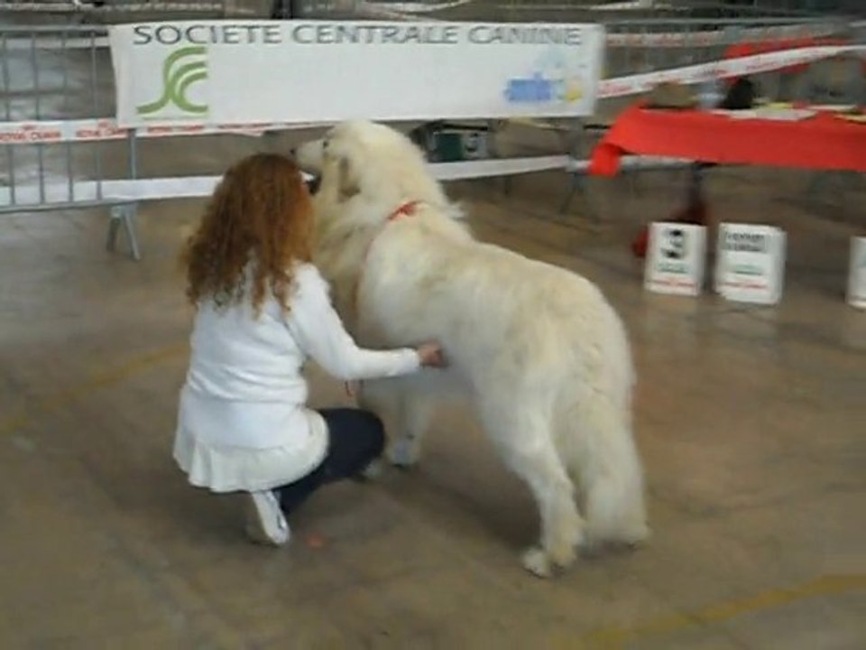 Elevage de la Vallée du Girou (ring Beziers 2011.3)