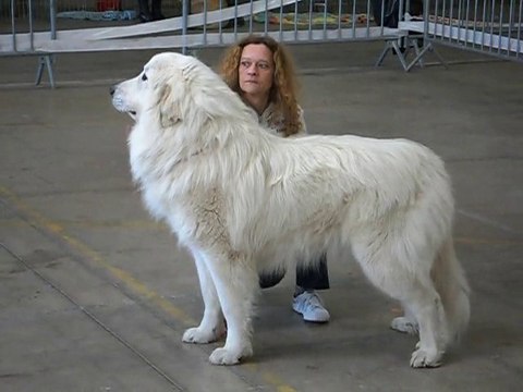 Elevage de la Vallée du Girou (ring Beziers 2011.2)