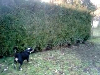 Nala et Ellie, s'en donnent à coeur joie