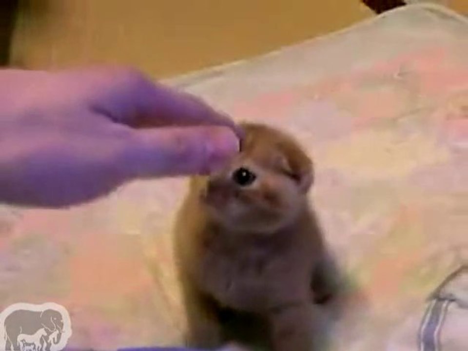 chaton le plus mignon du monde