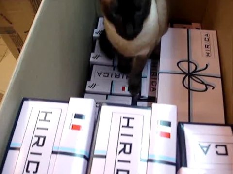 TIHI va dans le carton, le chat siamois saute dans le carton