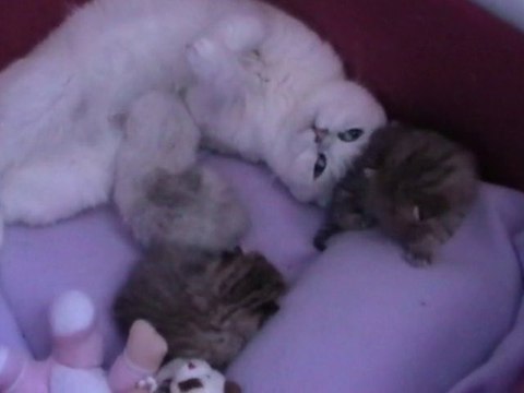 les chatons de Duchesse ont 2 semaines