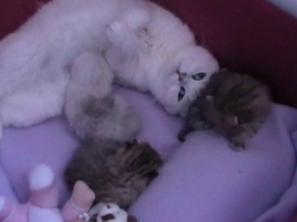 les chatons de Duchesse ont 2 semaines