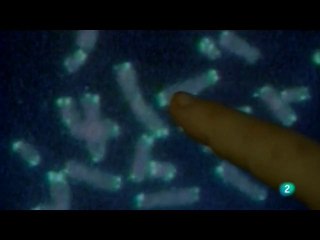 Longevidad: Envejecimiento y telomerasa (Maria Blasco)