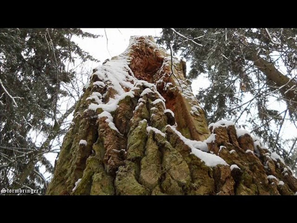 Puszcza Białoweska-Rezerwat Lipiny