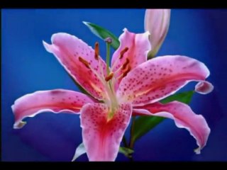 Ahmet Mekki Efendi-Anne Duası