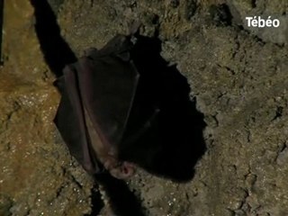Les grands rhinolophes (chauves-souris) à Crozon-29 Tébéo TV