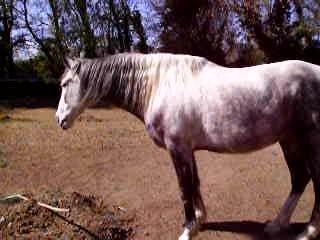 mon cheval ds son pré