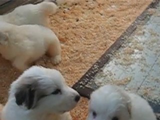 Nos patounets à l'âge de 4 semaines à réserver