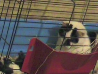 Gismo et les petits lapins