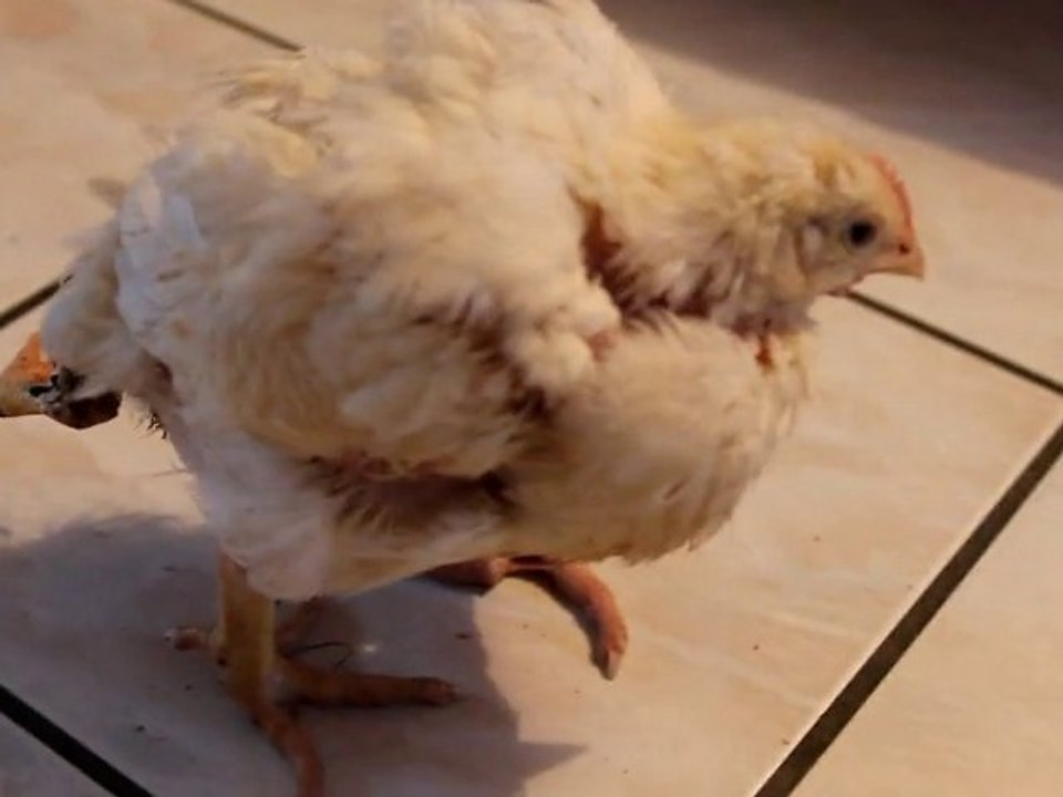 Aurélie, la poulette à 4 pattes du Luart (2)