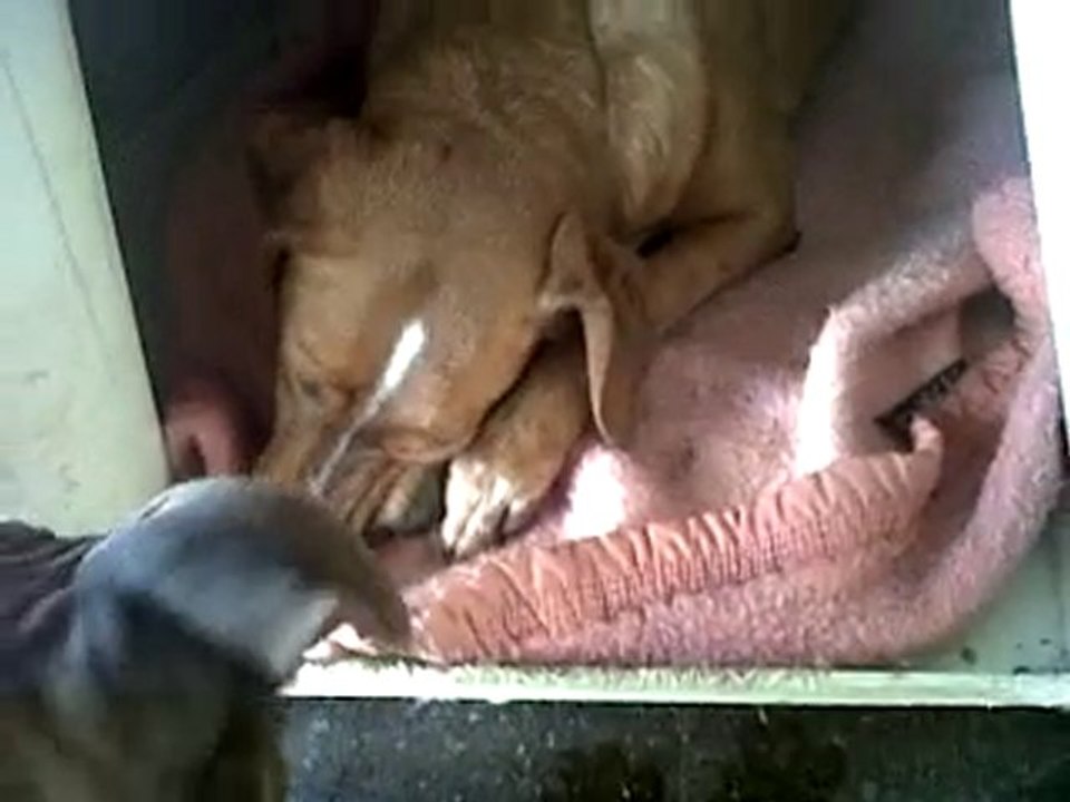 Bruce, croisé épagneul, à adopter au refuge du clion sur mer