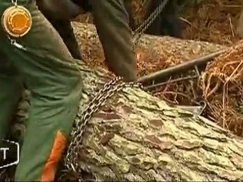 Démonstration de débardage à cheval (Talmont-Saint-Hilaire)