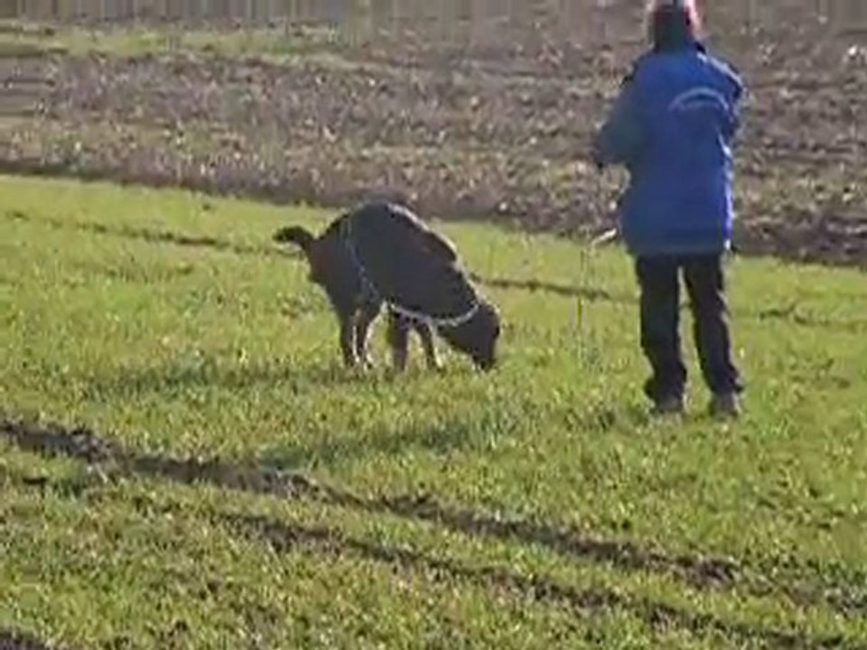 Piste en trait 19.01/.2011