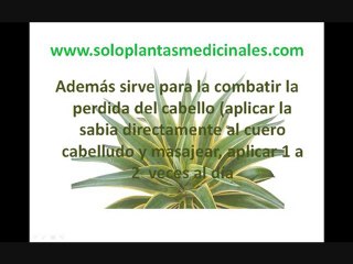 Plantas Medicinales [Maguey]