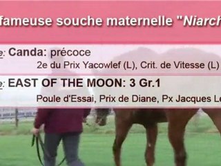 Evasive, stationné au Haras de Grandcamp