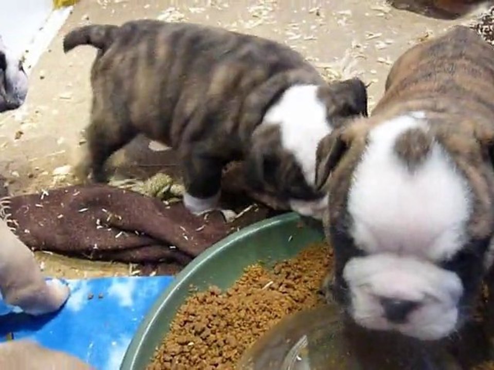 chiots bulldog  anglais à + 1 mois nés le 22/12/10