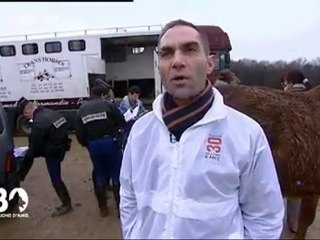 Saisie de chevaux à Compiègne