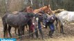 Oise : sauvetage de 31 chevaux, poneys et ânes maltraités