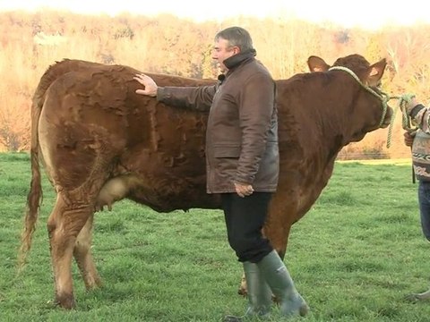 Bien regarder une Limousine