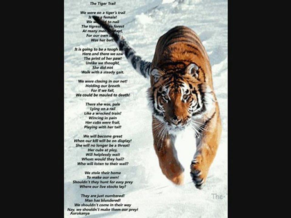 tiger