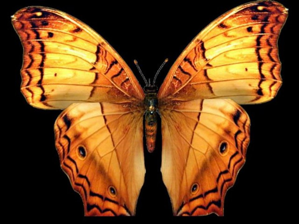 ƸӜƷ PapillonsƸӜƷ