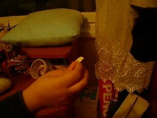 nane kokusuna dayanamayan kedi (2)