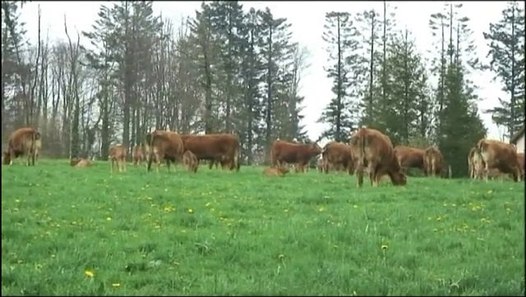 Le Herd-Book Limousin, garant de la race - Vidéo Dailymotion