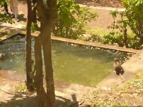 petits singes uluwatu temple 2010