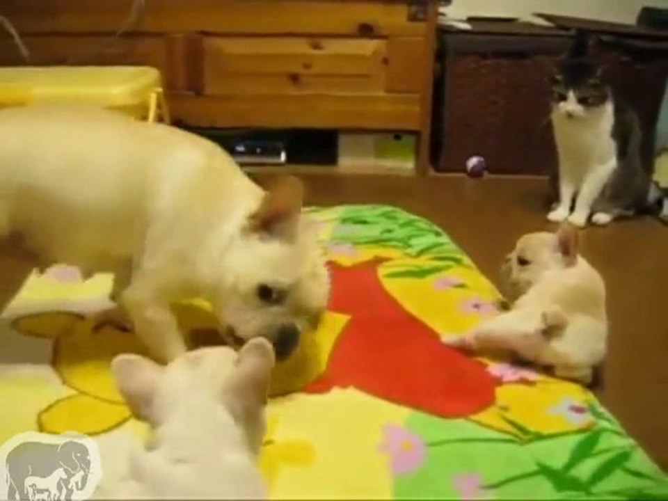 Bébé Bulldog vs chat