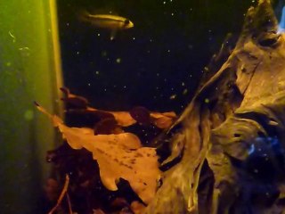 repro apisto agassizii 2