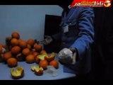 خطير جداً : تهريب الحشيش المغربي داخل البرتقال