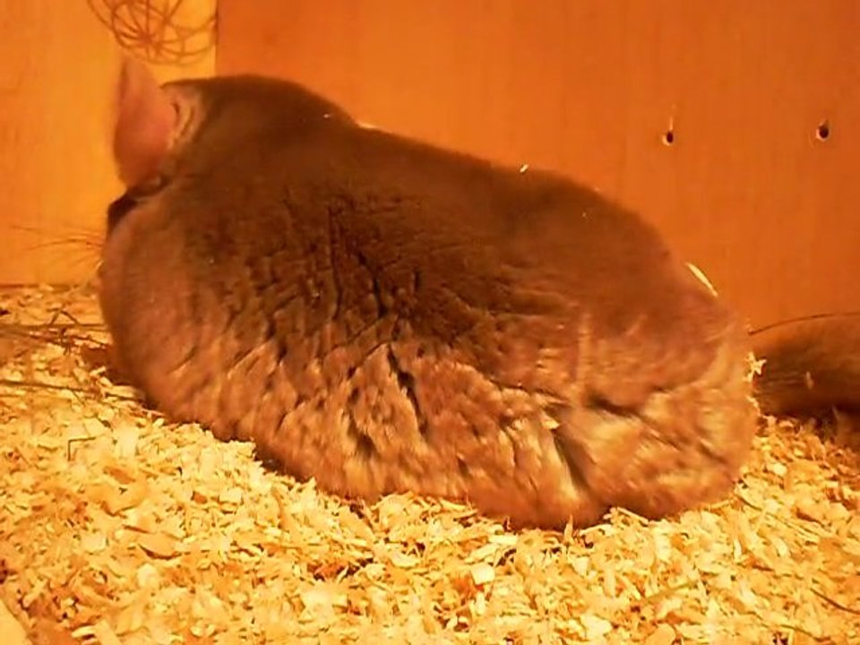 Contraction non productive chinchilla