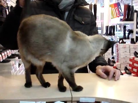 TIHI CALINE la chatte siamoise recherche les calins