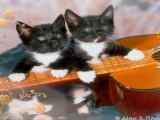 Des chats guitaristes