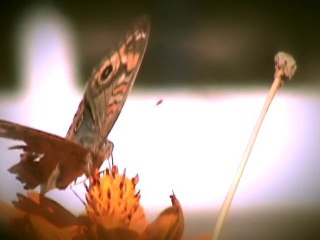 INSTINTOS (Nº 3) - Butterfly