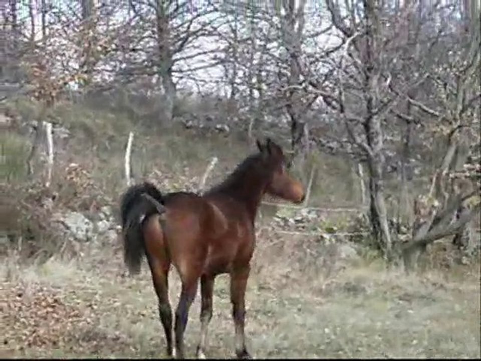 vizhir 23 et 25 janvier 2011